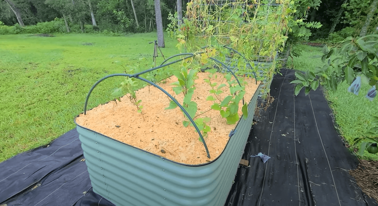 Birdies vs Vego Raised Garden Bed Review Comparison 120 Day Update
