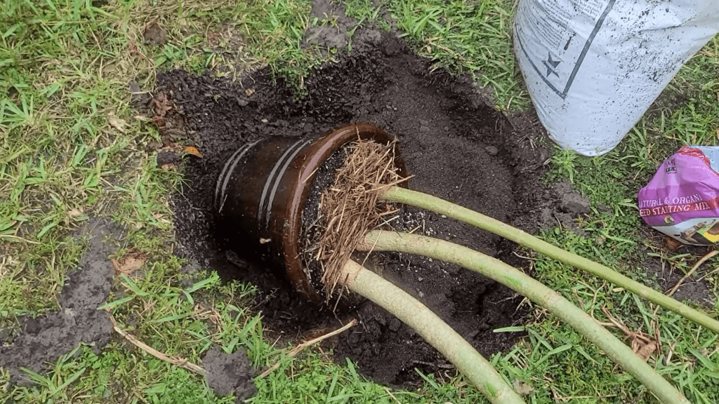 Growing Moringa Transplanting The Moringa From An Overgrown Container Michelle In The Meadow