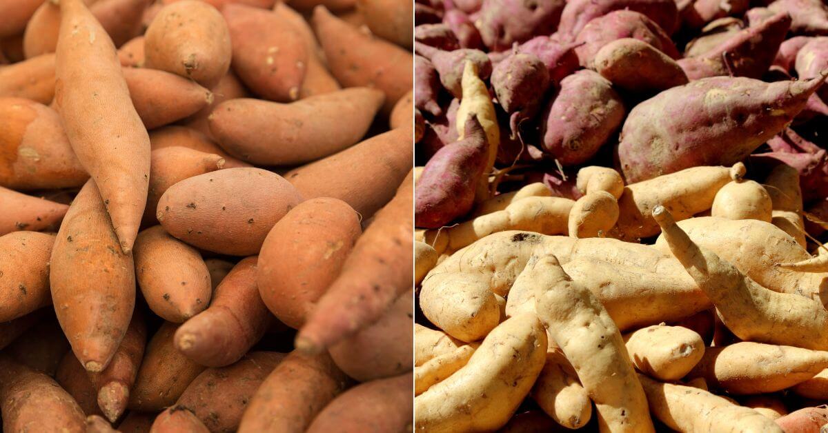 What's The Difference Between a Sweet Potato and a Yam? Michelle In