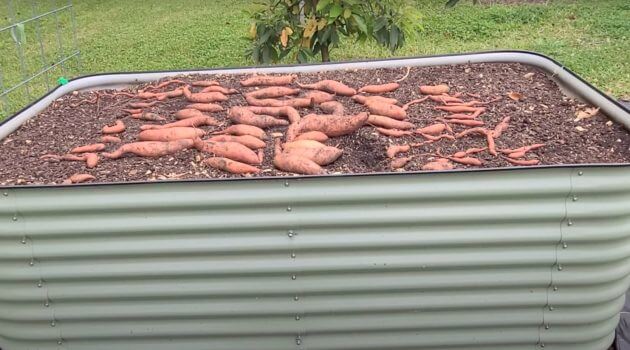 Growing Sweet Potatoes in a Birdies Raised Garden Bed