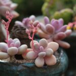 a-fleshy-plant-775559_960_720.jpg