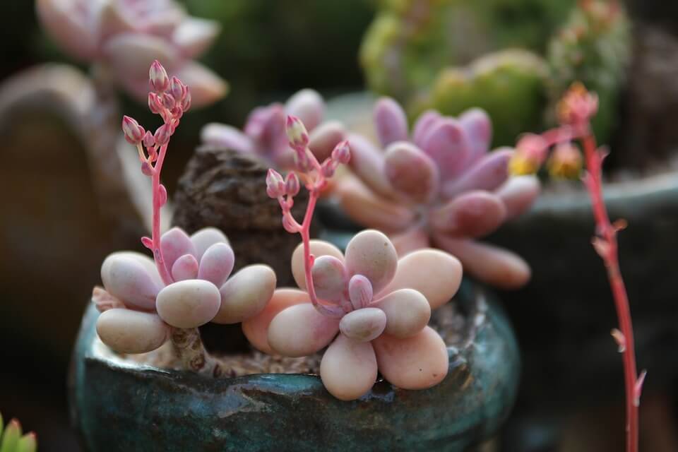 The Ultimate Guide to Creating a Stunning Garden in a Small Space