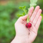agriculture-1870017_960_720.jpg