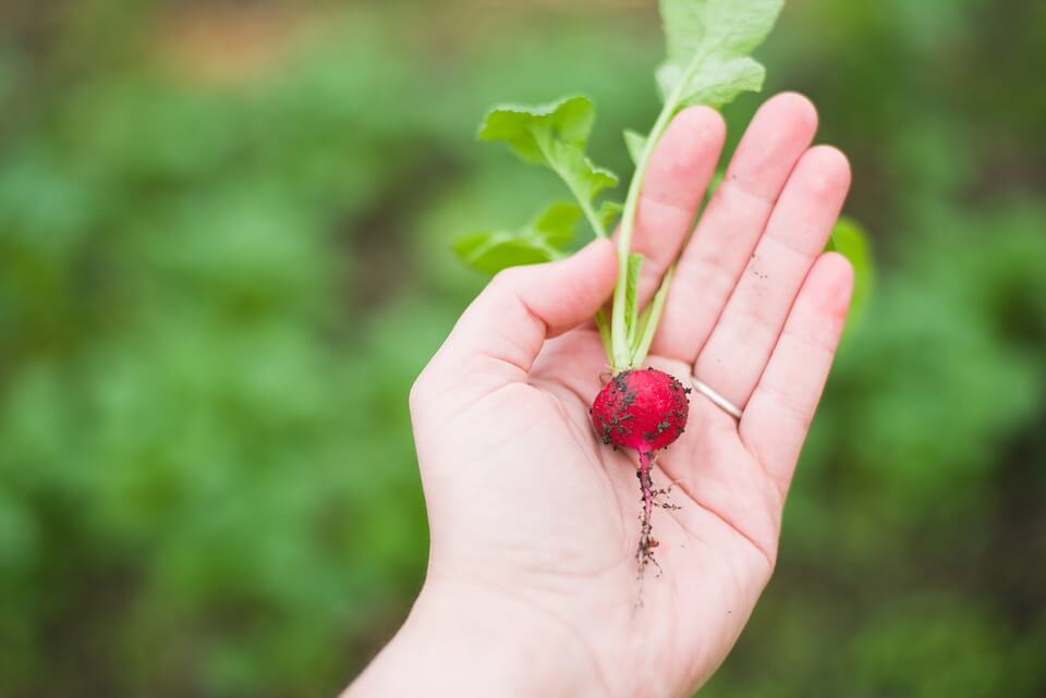 The Basics of Vegetable Gardening for Beginners