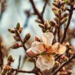 almond-tree-5951352_960_720.jpg