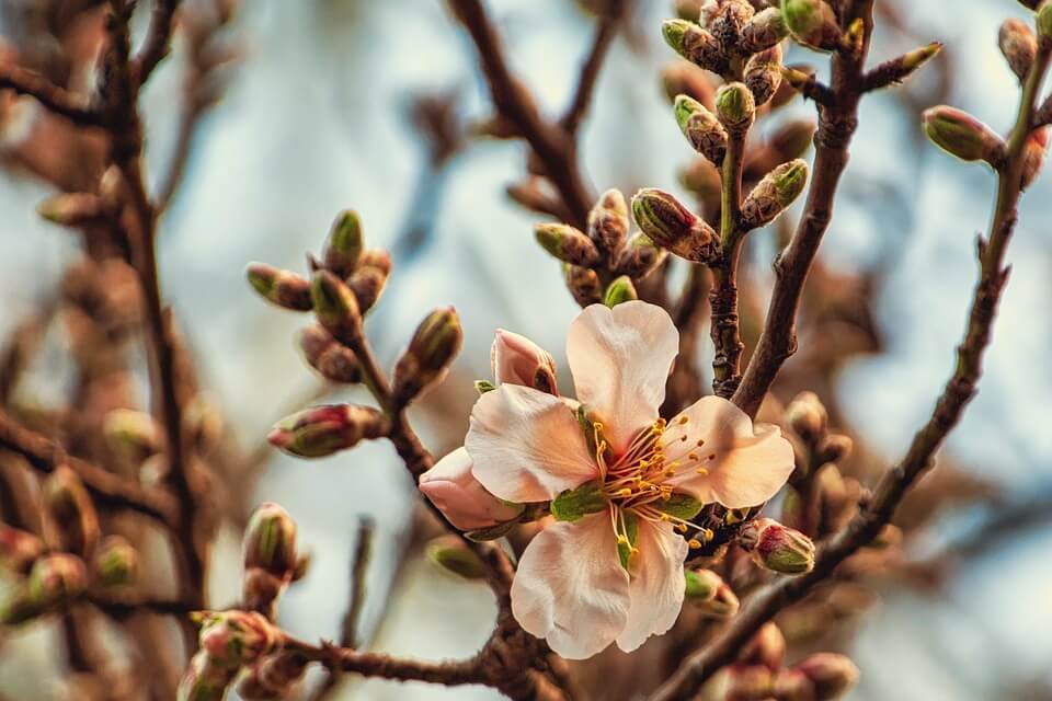 Almond Tree: Growing Your Favorite Snack