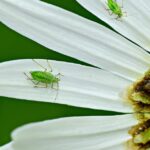 aphid-4243855_960_720.jpg