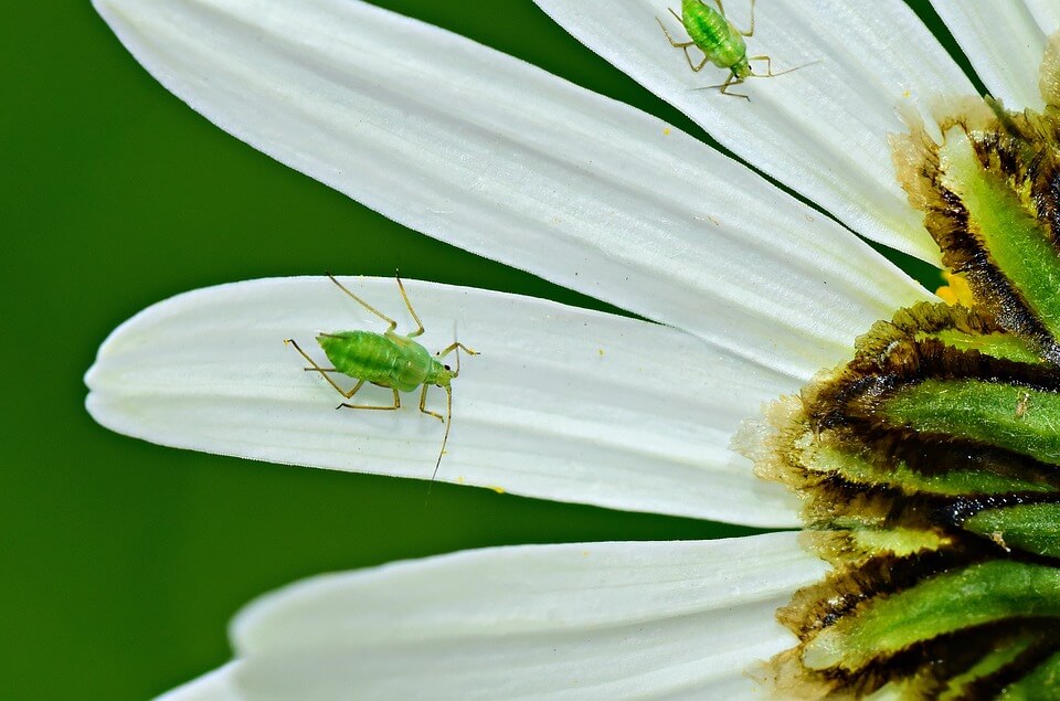 aphid-4243855_960_720.jpg