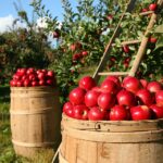 apples-1872997_960_720.jpg