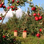 apples-1873078_960_720.jpg