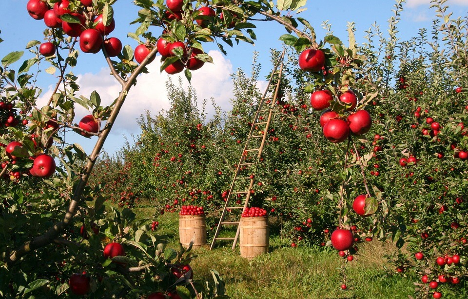 Canning Apples for Food Storage