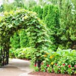 arbor-1543673_960_720.jpg