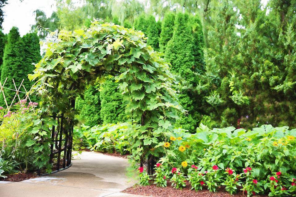 Vegetable Garden Trellis Ideas: 18 Ways to Maximize Your Harvest