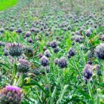 artichokes-5313977__340.jpg