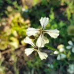 arugula-1471472__340.jpg