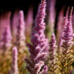 astilbe-6638239_960_720.jpg