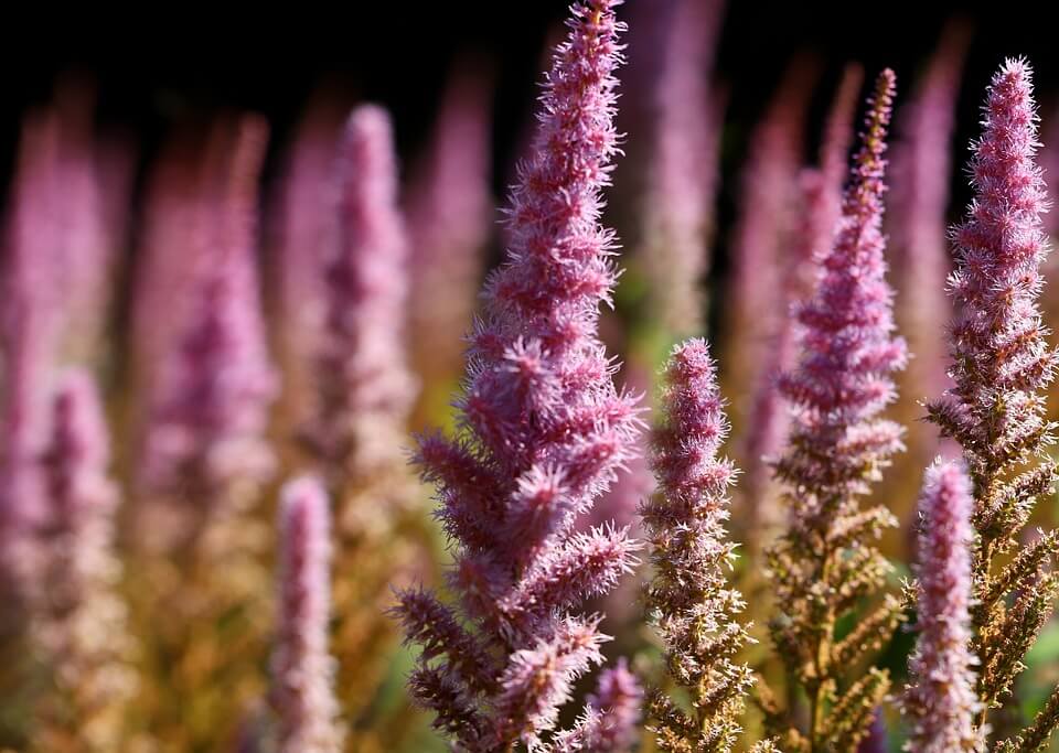 How to Plant Astilbes in Part-Shade Gardens