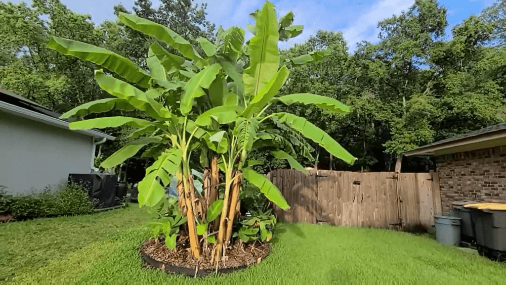 Will This Method Work To Make Mulch From Banana Leaves? Time for
