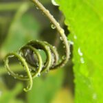bean-plant-2397625_960_720.jpg