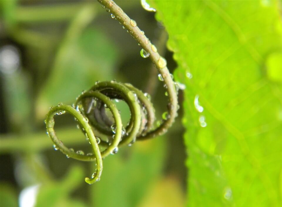 Leggy Seedlings: What Causes Them and How to Fix Them