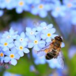 bee-257176_960_720.jpg