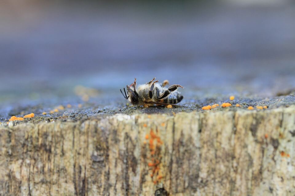 Cultural Methods of Pest Control