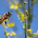bee-7370876_960_720.jpg