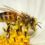 bee-7413333_960_720.jpg