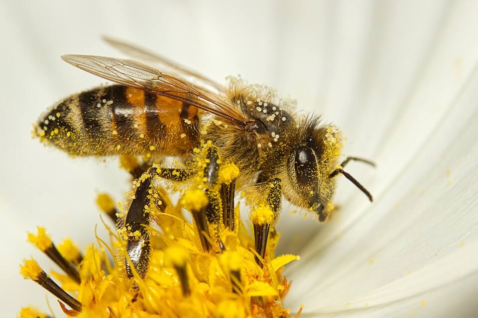 Build a Bee House for Solitary Bees