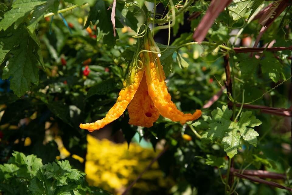 Balsam Pear or Bitter Melon: Crazy Food Vine