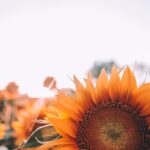 bloom-1866760_960_720.jpg