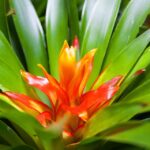bromeliad-660420_960_720.jpg