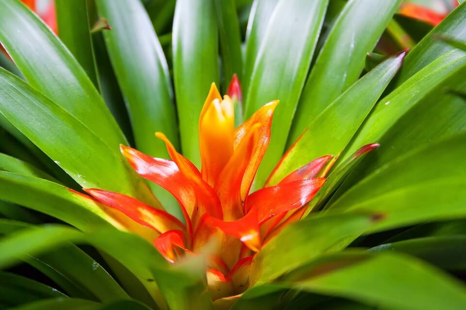 Guzmania: Brightly Colored Bromeliad Flowers