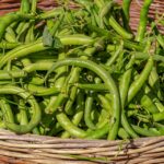 bush-beans-3702999_960_720.jpg