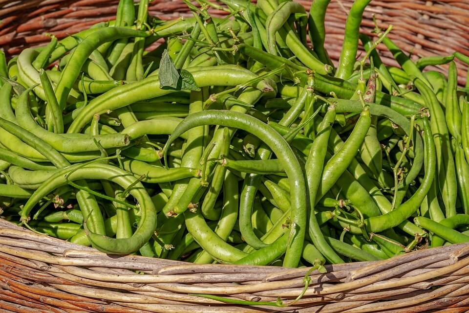 How to Grow Beans