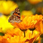 butterfly-196745_960_720.jpg