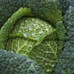cabbage-4513641_960_720.jpg