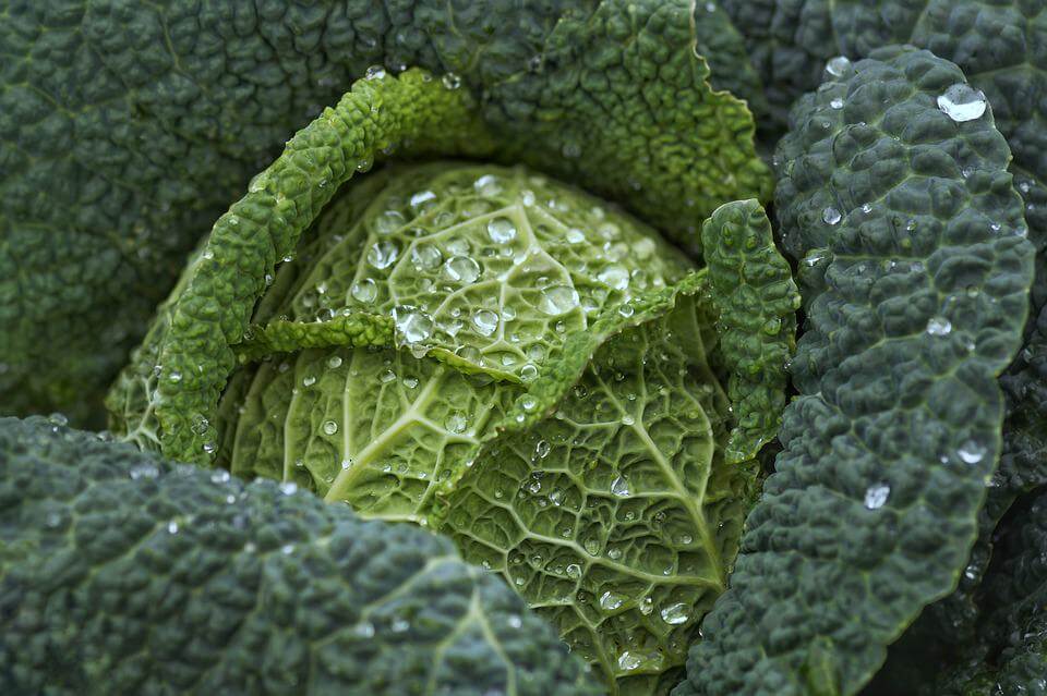 How To Grow Cabbage – Harvesting, Planting, and Growing
