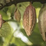 cacao-6554303_960_720.jpg
