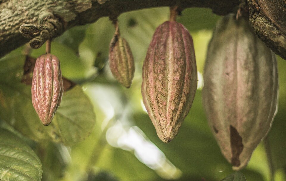 Cacao Tree: Homegrown Cocoa Beans