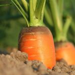 carrot-1565597_960_720.jpg