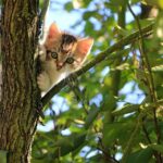 cat-1647775_960_720.jpg