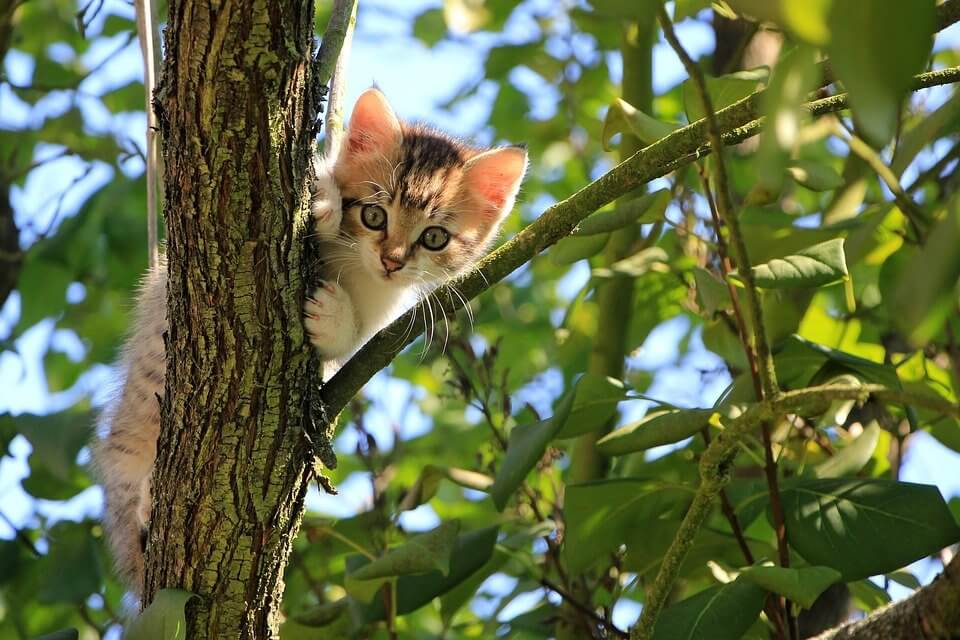Keep Cats Out Of Garden Spaces With These Natural Ways