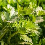 celery-753293__340.jpg