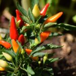chili-pepper-1783761_960_720.jpg