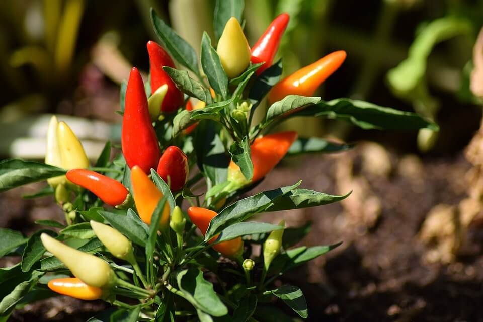 4 Ways to Dry Peppers for Food Storage