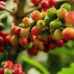 coffee-grains-1474601_960_720.jpg
