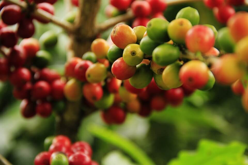 Coffee Plant: Home-Brewed Caffeinated Cultivating