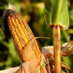 corn-1690387_960_720.jpg