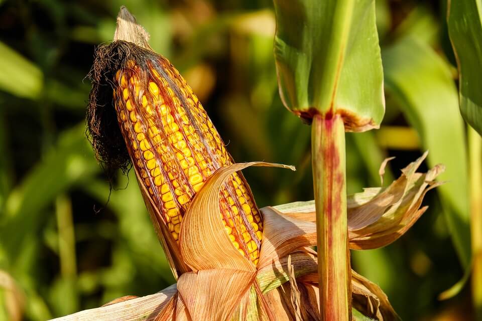 When To Harvest Corn For Perfect Ears